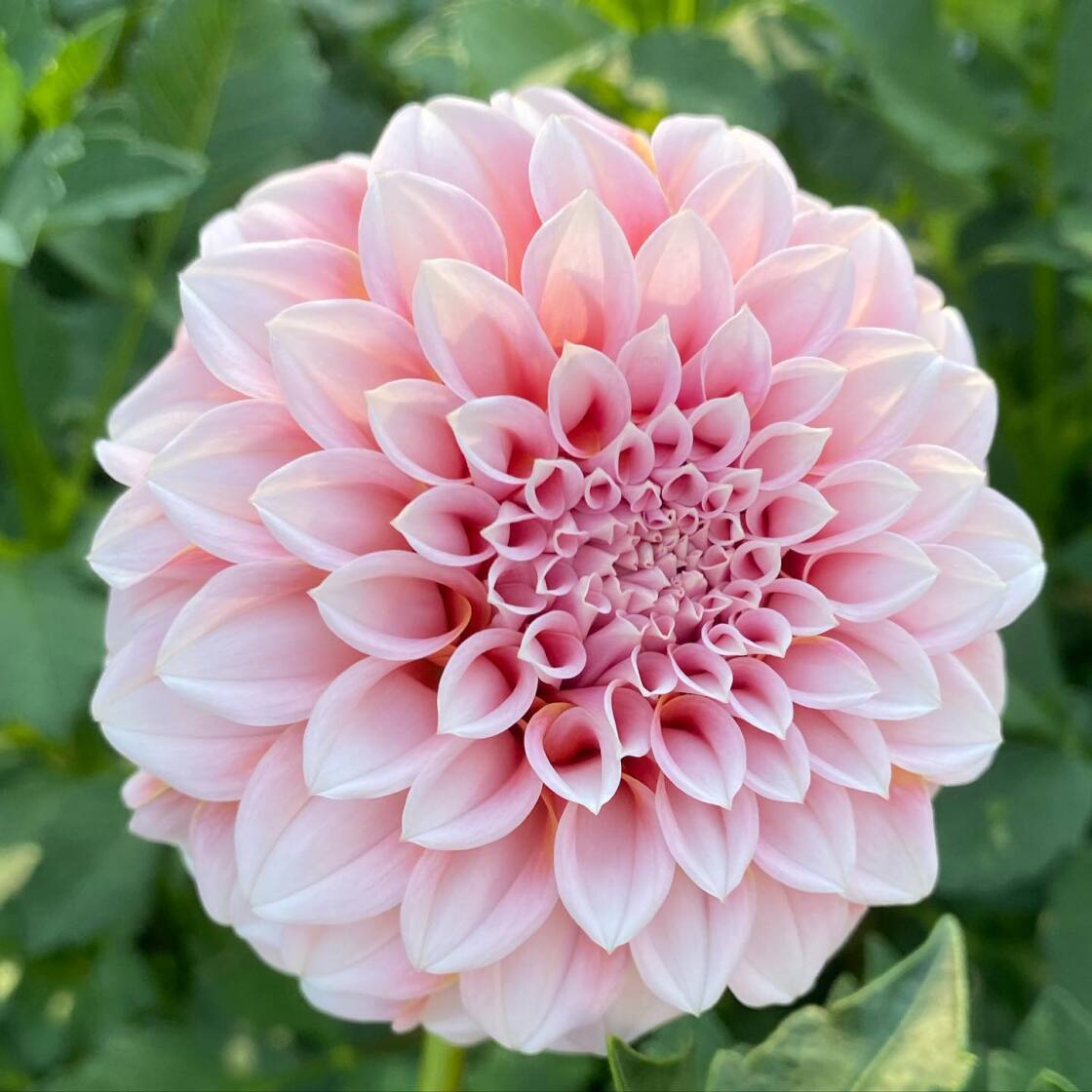 Dahlias