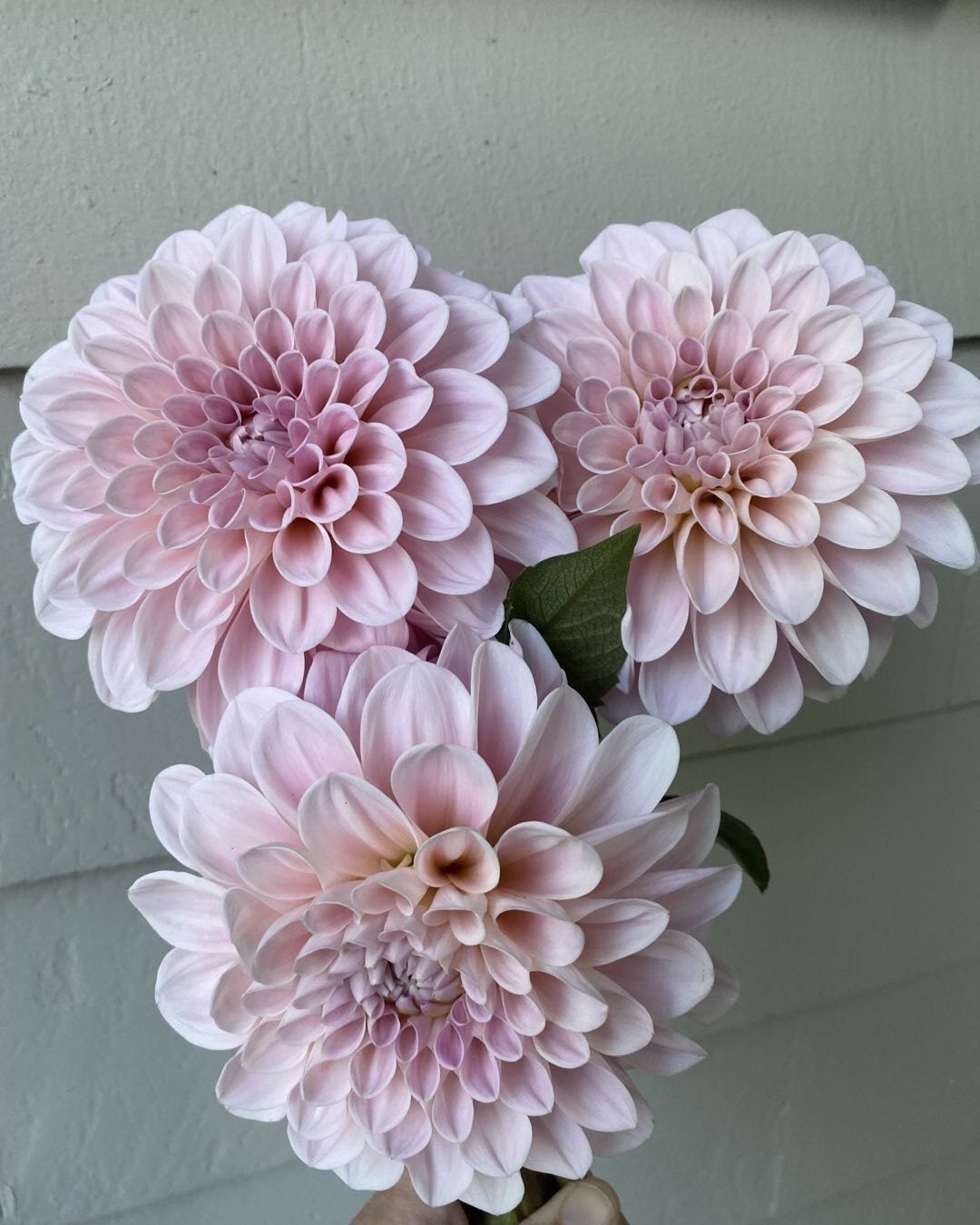 Dahlias