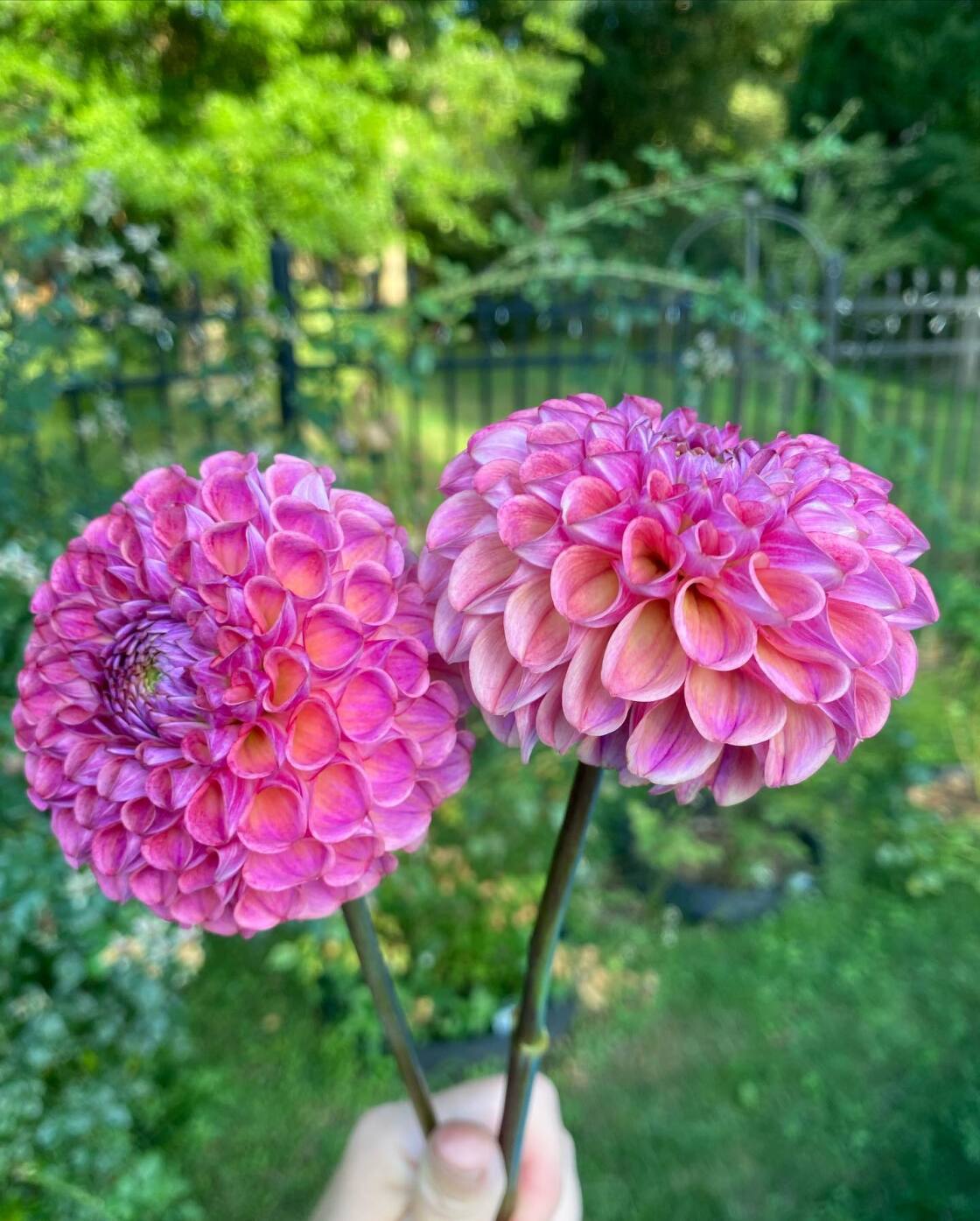 Dahlias