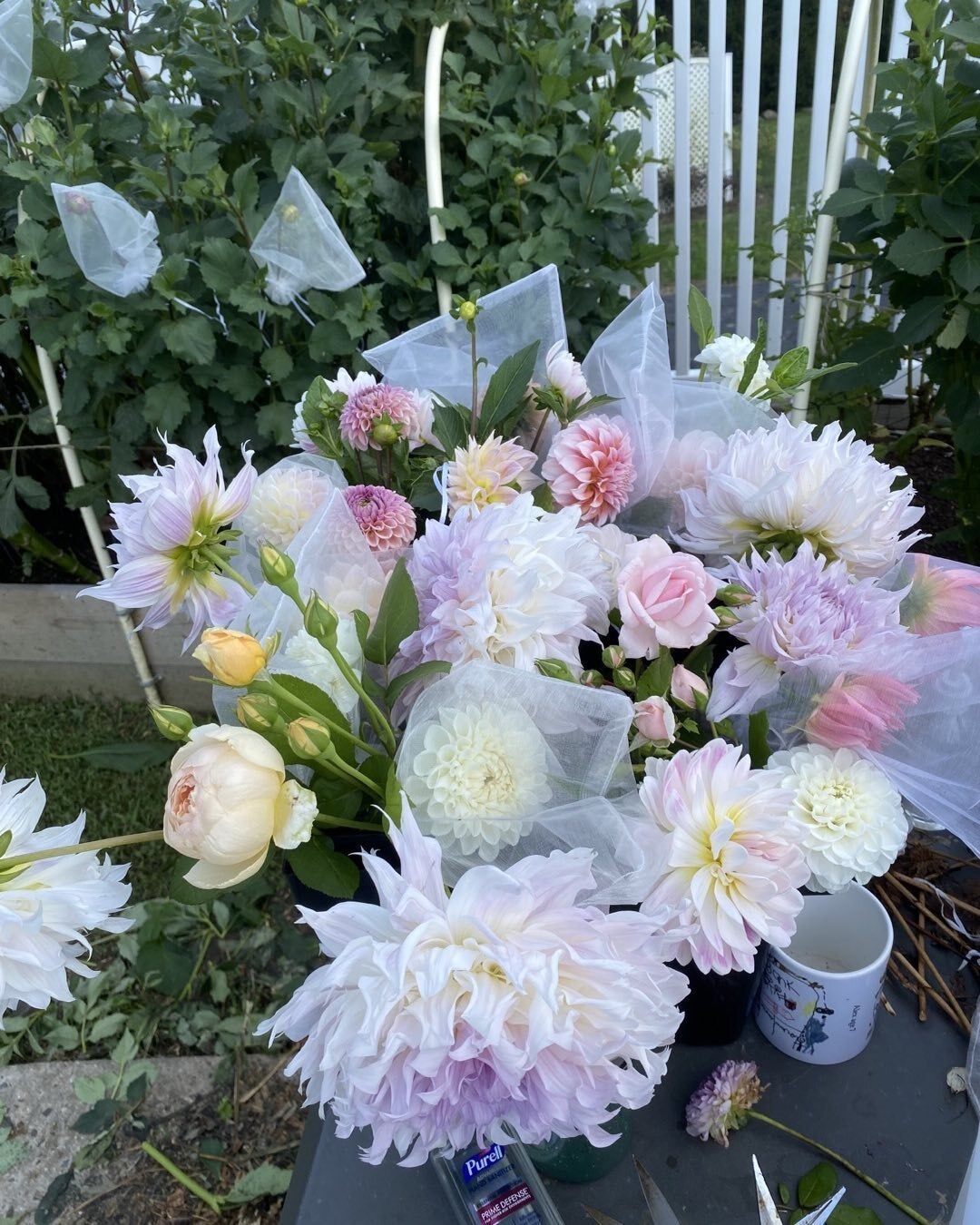 Dahlias