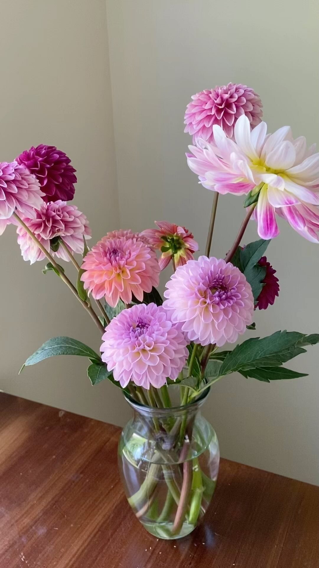 Dahlias