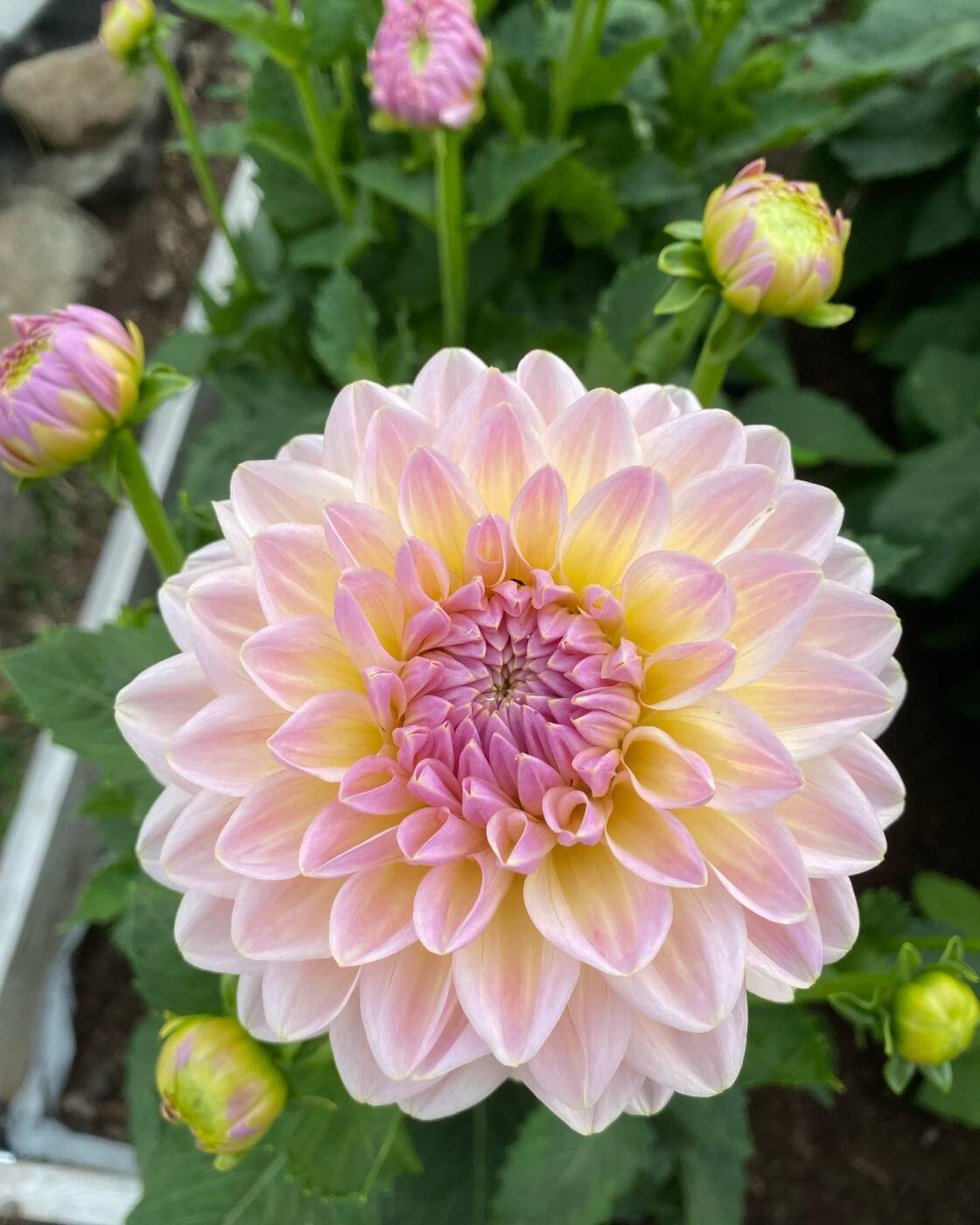Dahlias