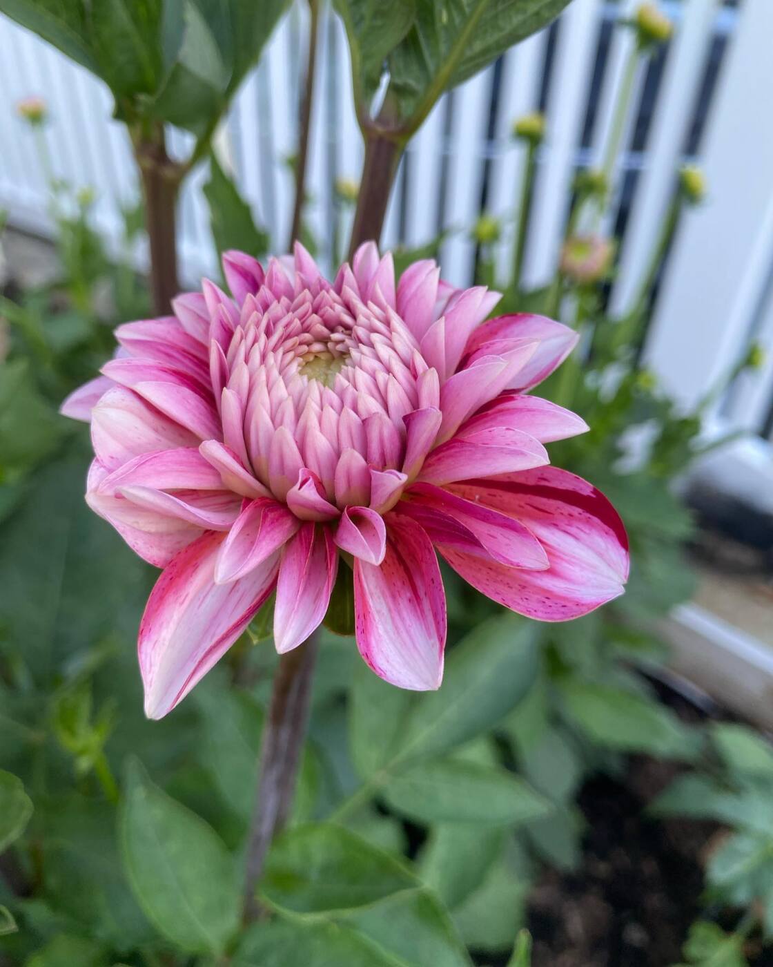 Dahlias
