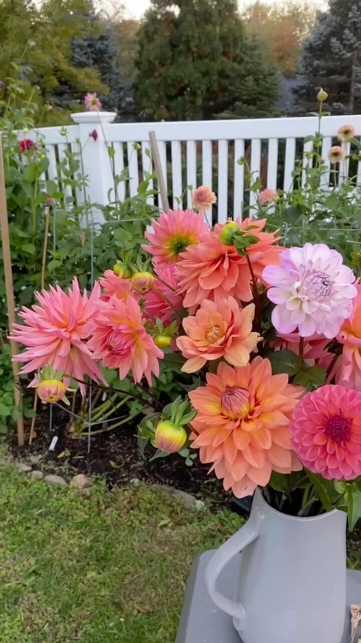 Dahlias